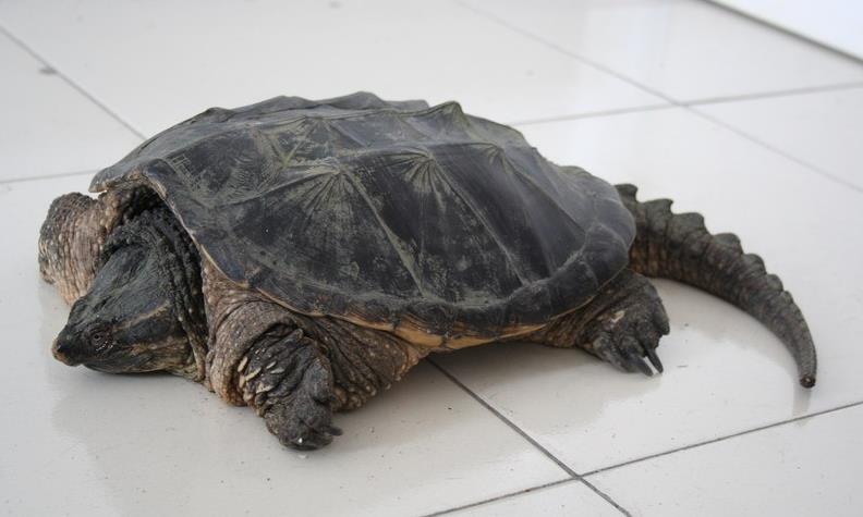 温州近期多现"百年老龟" 鉴定是鳄龟不可食用