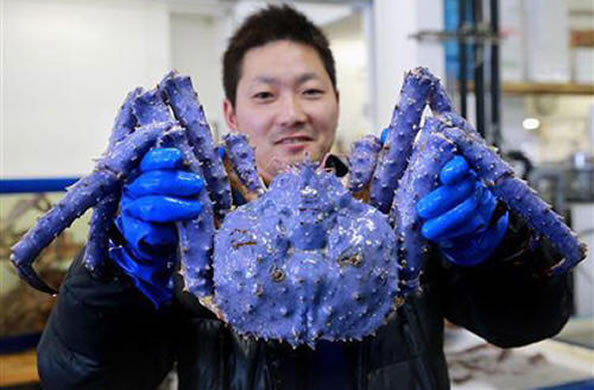 北海道综合研究机构表示,有可能是饵食的关系,导致帝王蟹缺乏色素基因