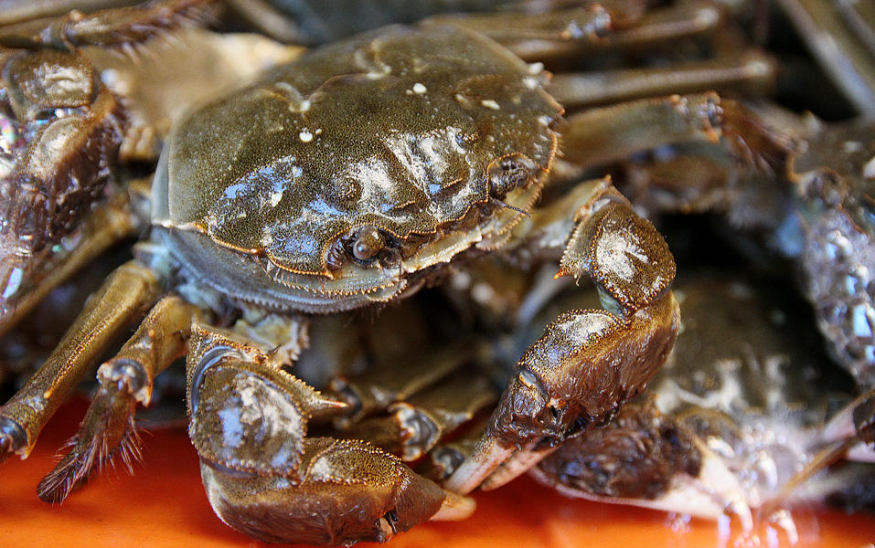 节后阳澄湖大闸蟹价格下跌一两成 商家办促销