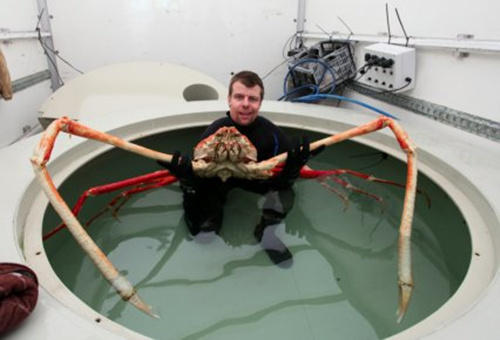 巨型螃蟹现身英国码头 身长15米真假难辨(图)