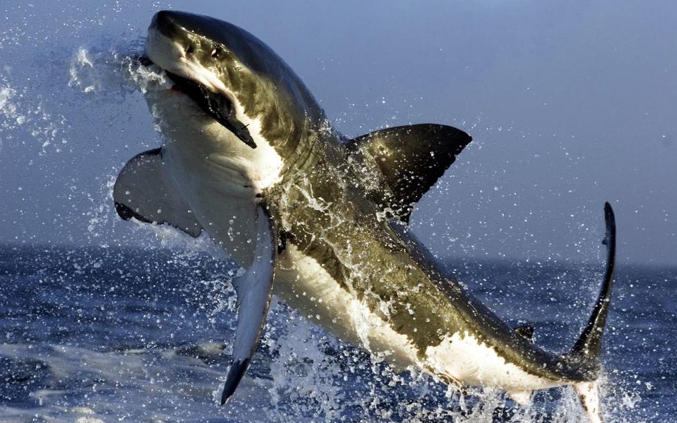 其他摄影师拍到的大白鲨突袭海豹画面,显然这头大白鲨也错失了良机