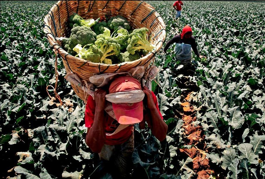 组图:实拍专供美国蔬菜墨西哥种植园:工作条件
