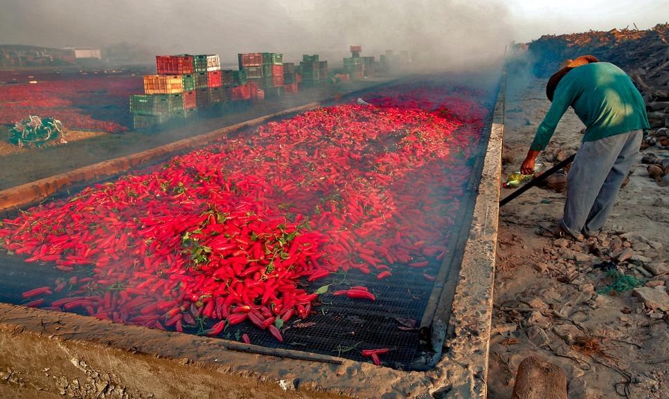 组图:实拍专供美国蔬菜墨西哥种植园:工作条件