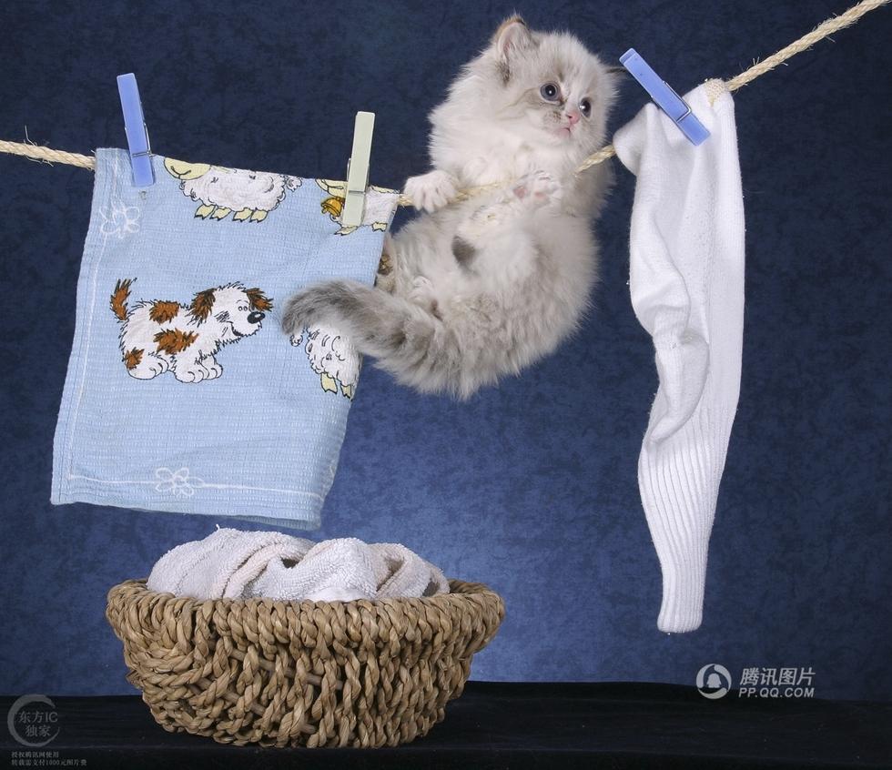 世界上最滑稽猫咪 调皮捣蛋样样俱全