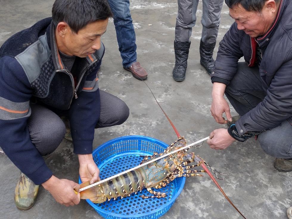 温岭渔民捕获一只超大七彩龙虾(多图)