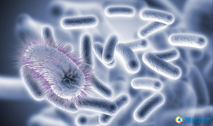 细菌的九大事实:没有它们人类无法生存等