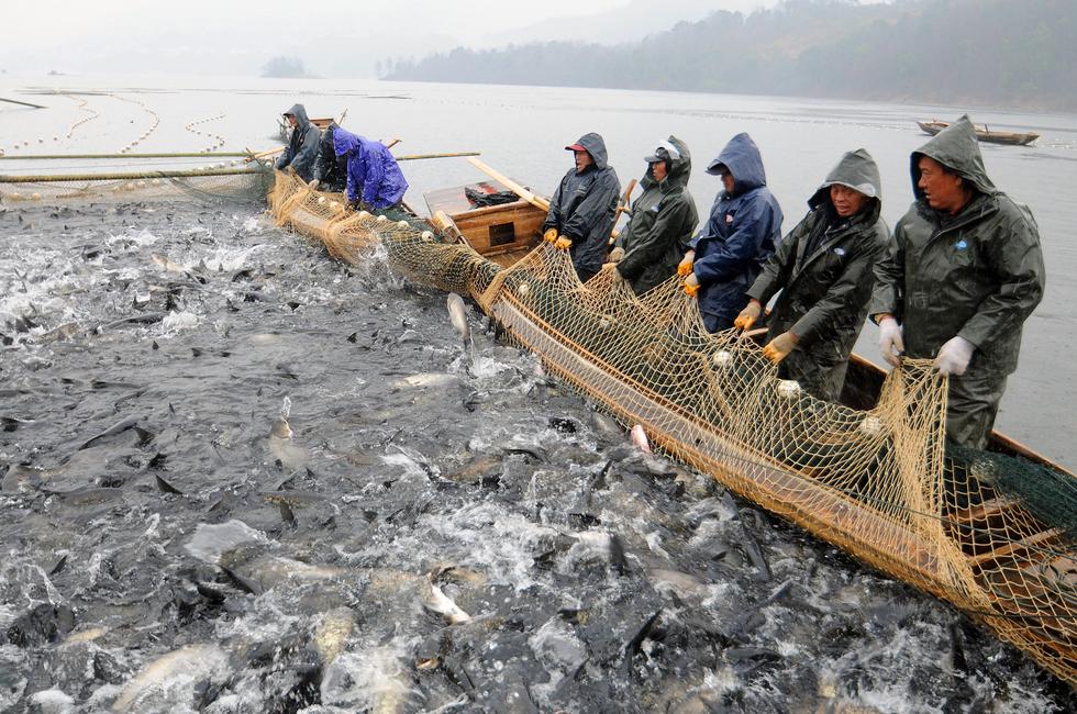 当天,水库第一网捕鱼逾80万斤,又迎来一个渔业丰收年.