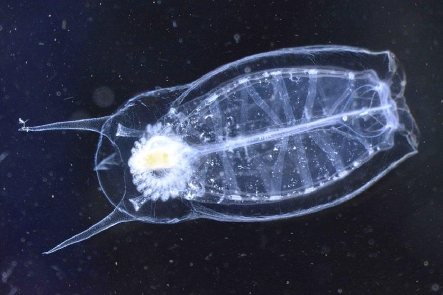 微观摄影展现令人惊叹的海洋微生物