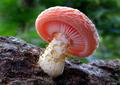  Beautiful and weird mushrooms 
