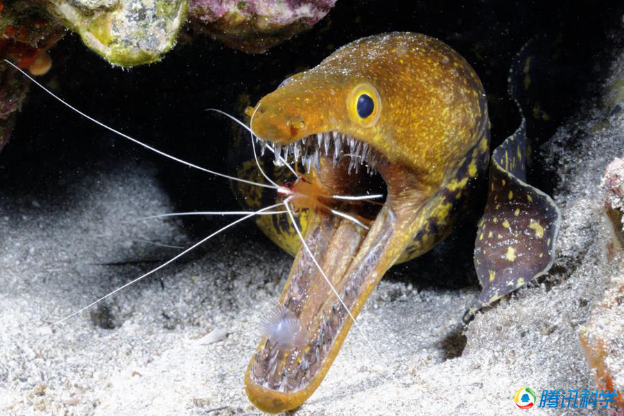 摄影师近距拍摄拥有水晶般牙齿的海底鳗鱼