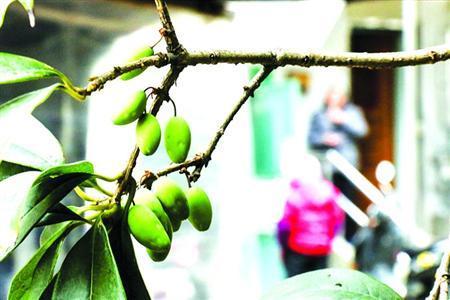 桂花树隆冬时节竟然结果 虽然寻常但是少见