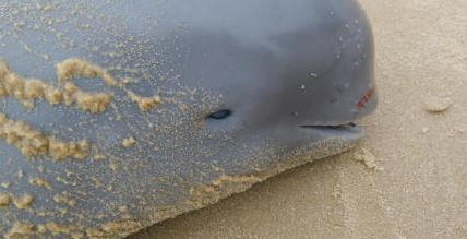  泉州 海岸现二级保护动物 江豚  捞上岸时已死去