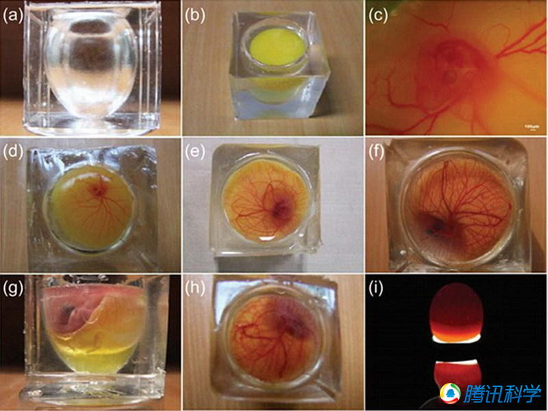 组图:科学家制作透明蛋壳观察鸟蛋孵化