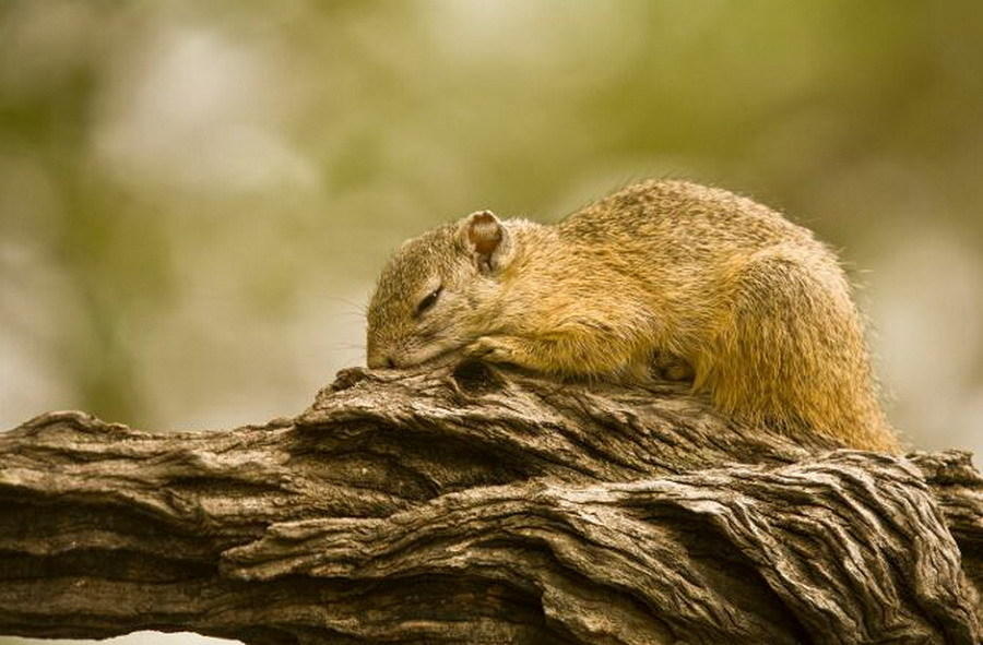 6 松鼠:松鼠每天睡觉大约15小时.