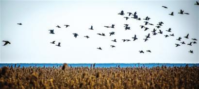 湿地公园内候鸟迁徙照片。