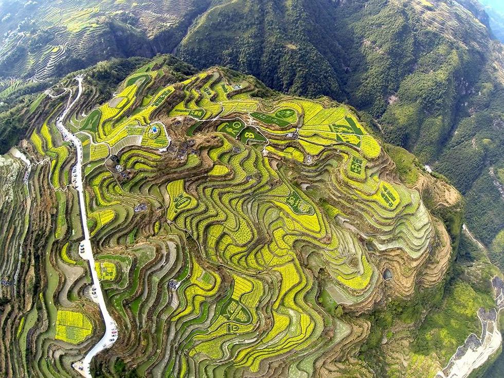 青田小舟山 油菜花里开音乐节
