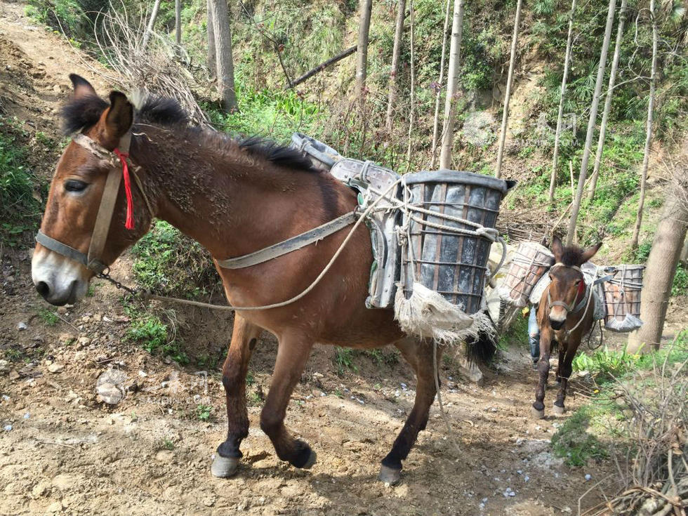 茶马古道上流传千年的运输队:马帮