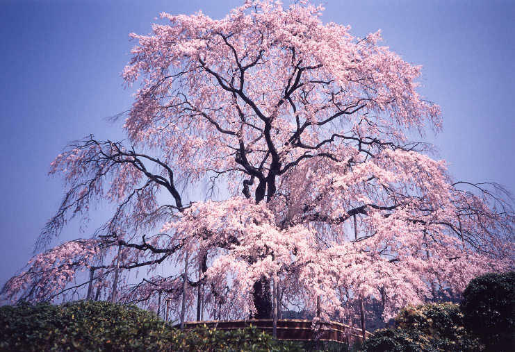 写樱花的经典的诗