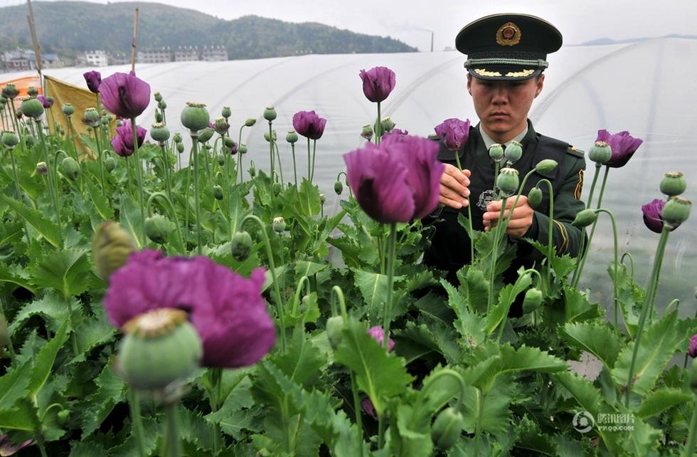 浙江玉环边防民警铲除村民菜地罂粟383株