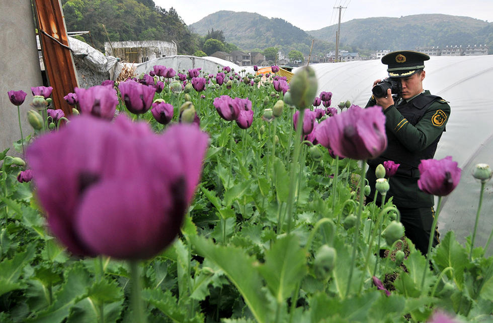 田间地头罂粟开花 边防干警拉网排查