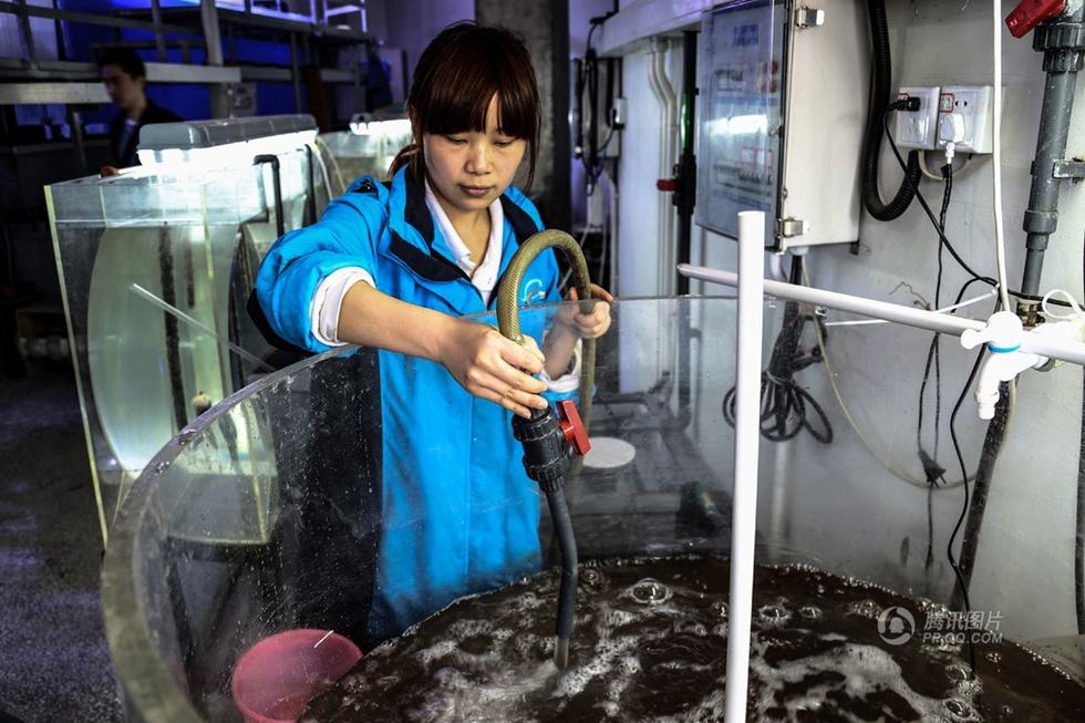 【中国人的一天】水母饲养员