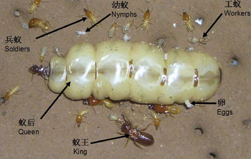 深山挖出直径约20mm白蚁蚁后 蚁巢5箩筐