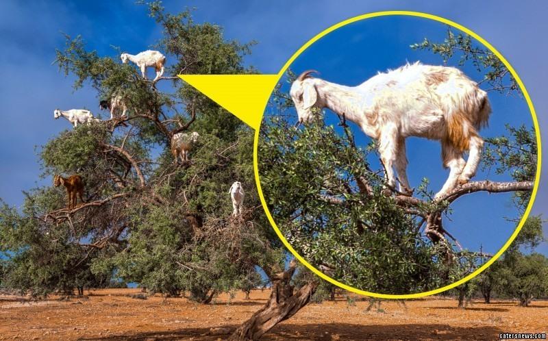 羊上树人均消费(2)