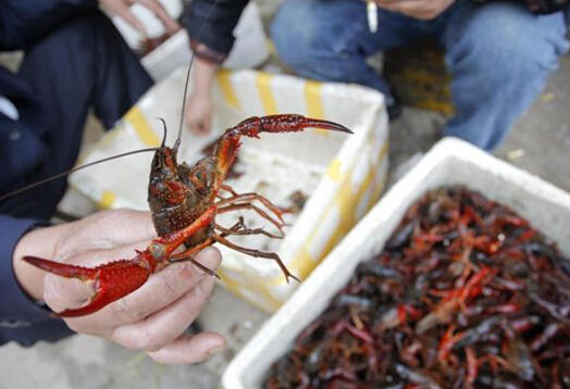 男子用杀虫剂日捕百斤小龙虾 售往菜场赚超30