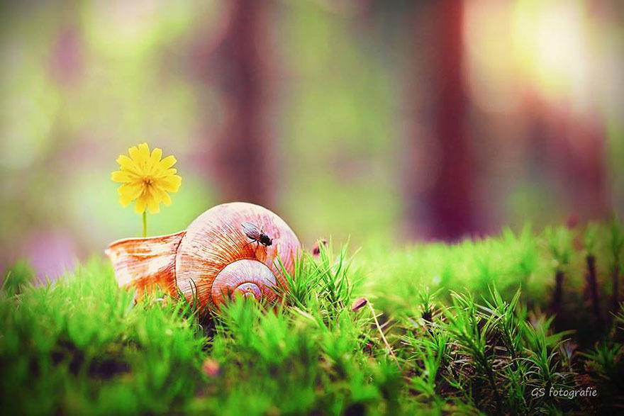 蜗牛的唯美艺术照_文化_腾讯网