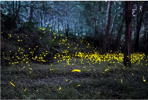 上海萤火虫主题公园即将开放 如何预防生态隐