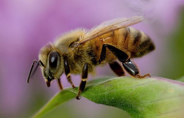 昆虫的排名_昆虫简笔画(3)