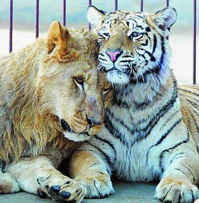 非洲狮和东北虎恋爱六年 常会彼此"亲吻"