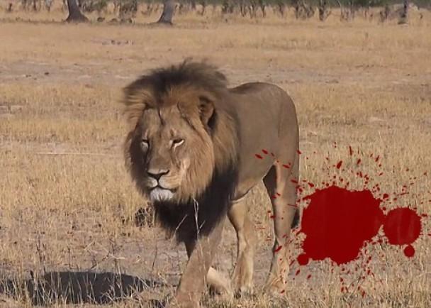 组图:美国牙医捕杀非洲