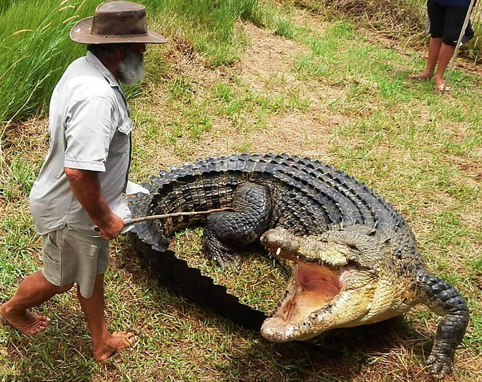 澳洲老汉骑800公斤鳄鱼玩耍 多次被咬险些丧命