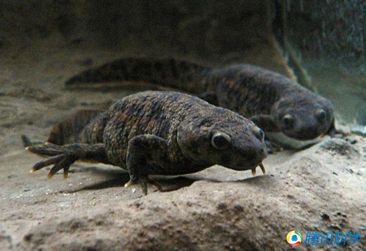 动物王国中惊人的防御机制:角蜥眼睛会喷血_不