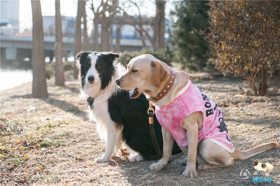 神犬小七喜事频现小七槟榔妹曝大婚照