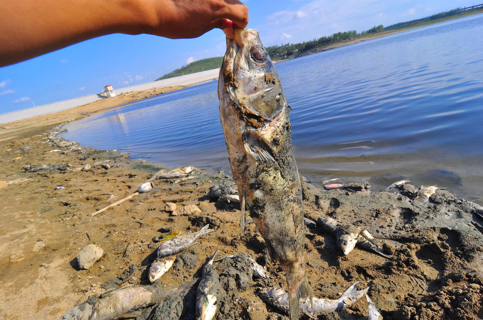 山东一水库缺水鱼类大量死亡 养殖户损失15万斤