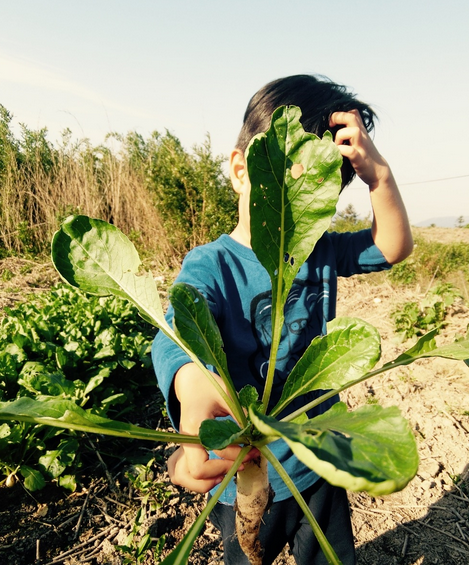 孙俪带儿子下地干活 等等锄草摘菜超认真(组图)