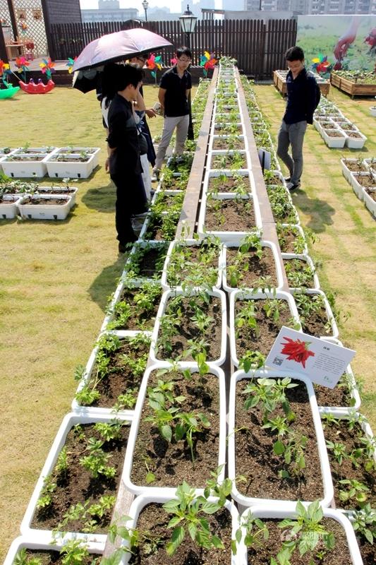 武汉一屋顶建起&quot;天空农场&quot; 都市人上房忙摘菜(图)