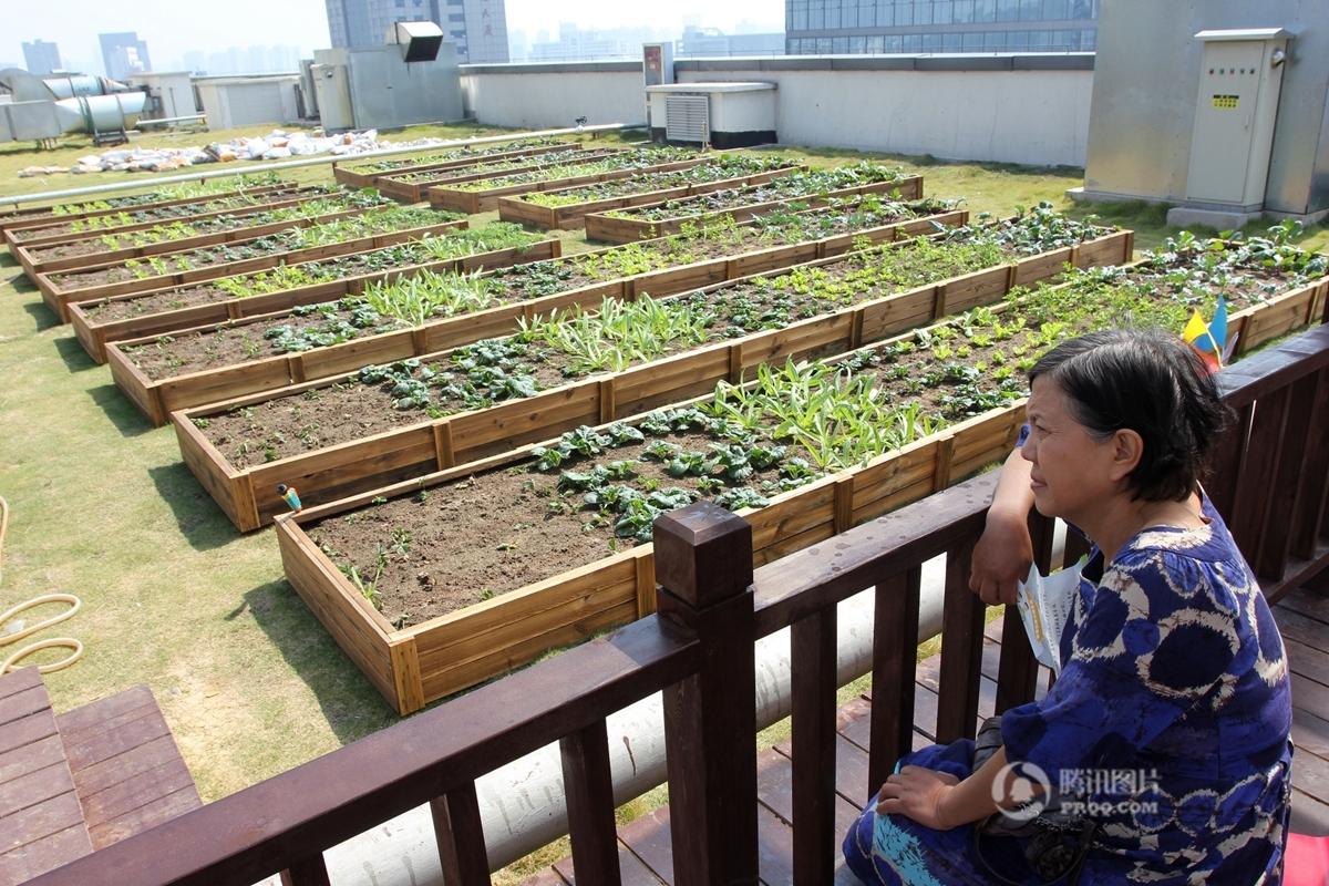 武汉一屋顶建起&quot;天空农场&quot; 都市人上房忙摘菜(图)