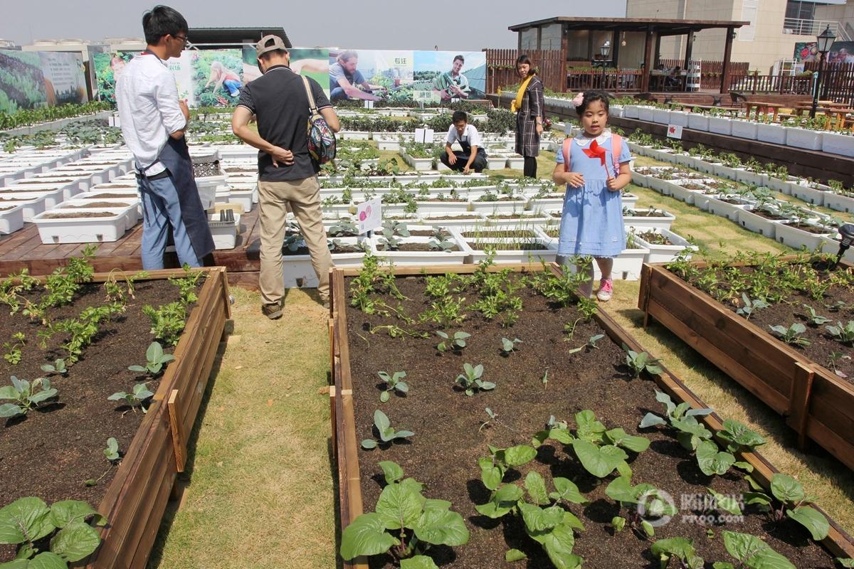 武汉一屋顶建起&quot;天空农场&quot; 都市人上房忙摘菜(图)