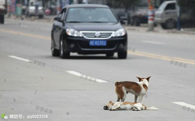 司机撞狗逃离被认定肇事逃逸 罚款2000扣12分