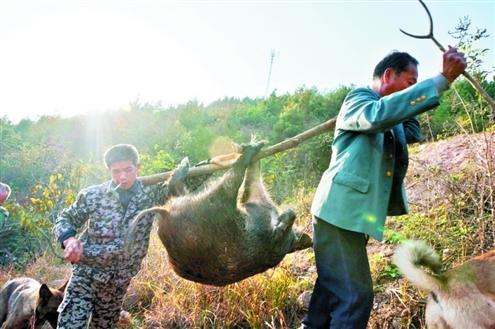 野猪出没糟蹋庄稼 郧阳护秋狩猎队进山进行围剿(图)