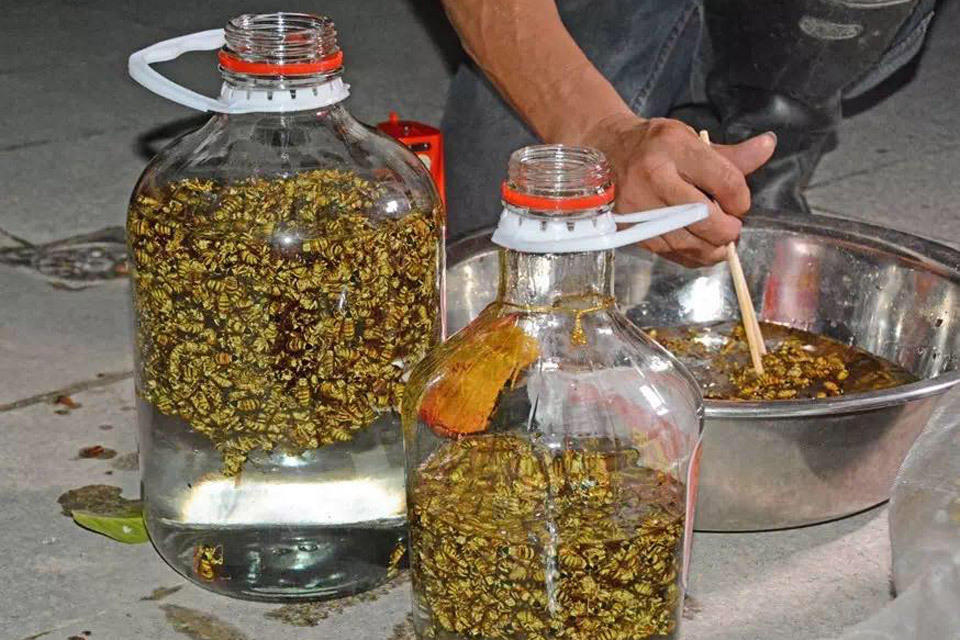 江门20多斤马蜂窝被端 4000多只蜂被泡了酒 我要评论(2467) - 通明 - 通天之德 江门20多斤马蜂窝被端 4000多只蜂被泡了酒 我要评论(2467) - 通明 - 通天之德
