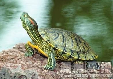 湖南有82种外来入侵植物 八成入侵是人为因素造成