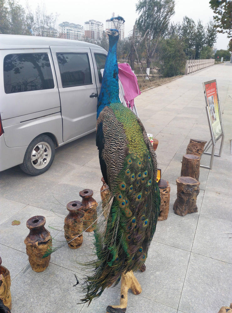 文章配图