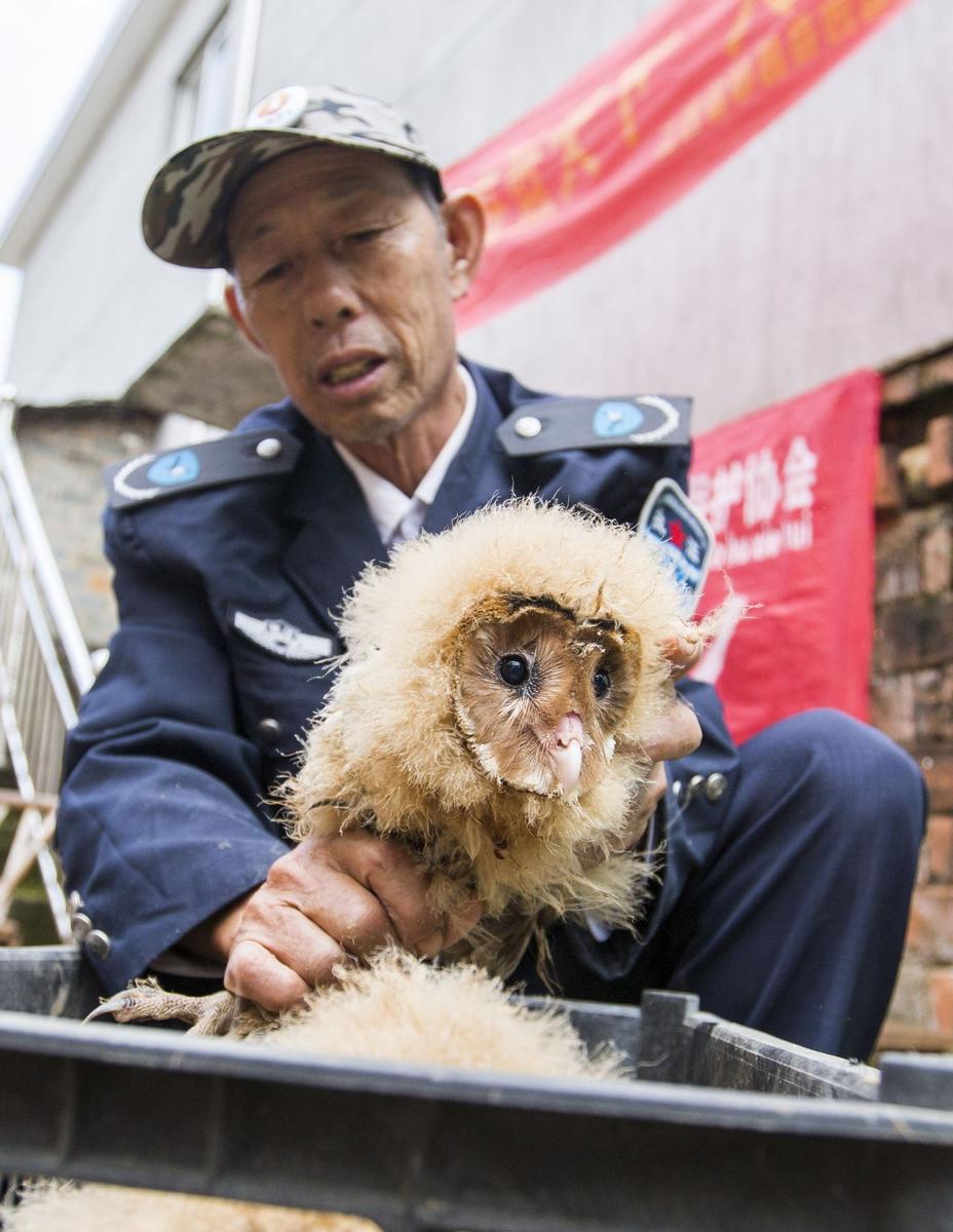 江西村民捡到五只猴面鹰 系国家二级保护动物(图)