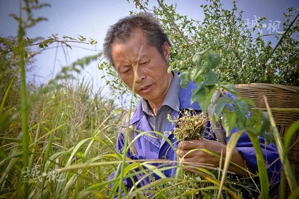 深山采药人