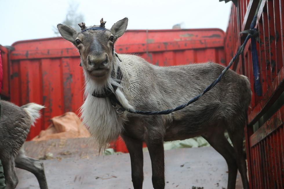请求提供一些圣诞或者元旦联欢会主持人台词和