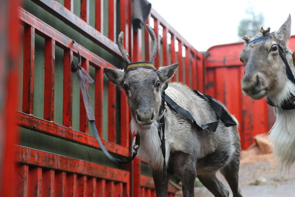 请求提供一些圣诞或者元旦联欢会主持人台词和